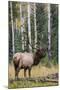 Rocky Mountain Bull Elk-Ken Archer-Mounted Premium Photographic Print