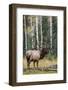 Rocky Mountain Bull Elk-Ken Archer-Framed Photographic Print