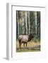 Rocky Mountain Bull Elk-Ken Archer-Framed Photographic Print