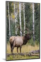 Rocky Mountain Bull Elk-Ken Archer-Mounted Photographic Print