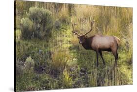 Rocky Mountain Bull Elk-Ken Archer-Stretched Canvas