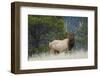 Rocky Mountain bull elk-Ken Archer-Framed Photographic Print