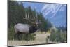 Rocky Mountain bull elk-Ken Archer-Mounted Photographic Print