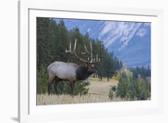 Rocky Mountain bull elk-Ken Archer-Framed Photographic Print