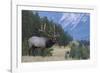 Rocky Mountain bull elk-Ken Archer-Framed Photographic Print
