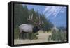 Rocky Mountain bull elk-Ken Archer-Framed Stretched Canvas