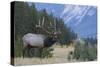 Rocky Mountain bull elk-Ken Archer-Stretched Canvas