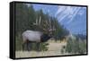 Rocky Mountain bull elk-Ken Archer-Framed Stretched Canvas