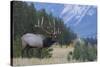 Rocky Mountain bull elk-Ken Archer-Stretched Canvas