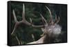 Rocky Mountain bull elk.-Ken Archer-Framed Stretched Canvas