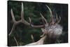 Rocky Mountain bull elk.-Ken Archer-Stretched Canvas