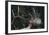 Rocky Mountain bull elk.-Ken Archer-Framed Photographic Print