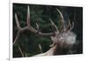 Rocky Mountain bull elk.-Ken Archer-Framed Photographic Print