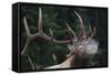 Rocky Mountain bull elk.-Ken Archer-Framed Stretched Canvas
