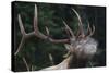 Rocky Mountain bull elk.-Ken Archer-Stretched Canvas