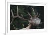 Rocky Mountain bull elk.-Ken Archer-Framed Photographic Print