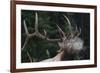 Rocky Mountain bull elk.-Ken Archer-Framed Photographic Print