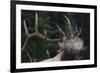 Rocky Mountain bull elk.-Ken Archer-Framed Photographic Print