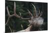 Rocky Mountain bull elk.-Ken Archer-Mounted Photographic Print