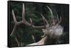 Rocky Mountain bull elk.-Ken Archer-Framed Stretched Canvas