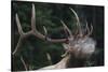 Rocky Mountain bull elk.-Ken Archer-Stretched Canvas