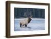 Rocky Mountain bull elk-Ken Archer-Framed Photographic Print