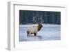 Rocky Mountain bull elk-Ken Archer-Framed Photographic Print