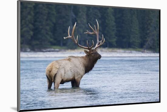 Rocky Mountain bull elk-Ken Archer-Mounted Photographic Print