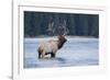 Rocky Mountain bull elk-Ken Archer-Framed Photographic Print