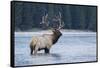 Rocky Mountain bull elk-Ken Archer-Framed Stretched Canvas