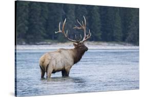 Rocky Mountain bull elk-Ken Archer-Stretched Canvas