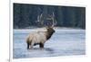 Rocky Mountain bull elk-Ken Archer-Framed Photographic Print