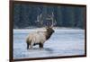 Rocky Mountain bull elk-Ken Archer-Framed Photographic Print