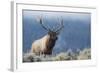 Rocky Mountain bull elk.-Ken Archer-Framed Photographic Print