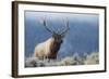 Rocky Mountain bull elk.-Ken Archer-Framed Photographic Print