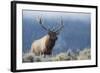 Rocky Mountain bull elk.-Ken Archer-Framed Photographic Print