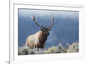 Rocky Mountain bull elk.-Ken Archer-Framed Photographic Print