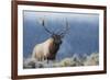 Rocky Mountain bull elk.-Ken Archer-Framed Photographic Print