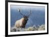 Rocky Mountain bull elk.-Ken Archer-Framed Photographic Print