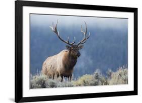 Rocky Mountain bull elk.-Ken Archer-Framed Photographic Print