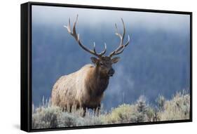 Rocky Mountain bull elk.-Ken Archer-Framed Stretched Canvas