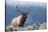 Rocky Mountain bull elk.-Ken Archer-Stretched Canvas