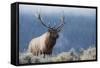 Rocky Mountain bull elk.-Ken Archer-Framed Stretched Canvas