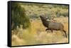 Rocky Mountain bull elk-Ken Archer-Framed Stretched Canvas