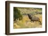 Rocky Mountain bull elk-Ken Archer-Framed Photographic Print