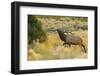 Rocky Mountain bull elk-Ken Archer-Framed Photographic Print