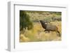 Rocky Mountain bull elk-Ken Archer-Framed Photographic Print