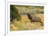 Rocky Mountain bull elk-Ken Archer-Framed Photographic Print