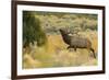 Rocky Mountain bull elk-Ken Archer-Framed Photographic Print