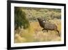 Rocky Mountain bull elk-Ken Archer-Framed Photographic Print